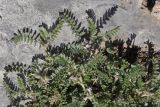 Astragalus sinaicus