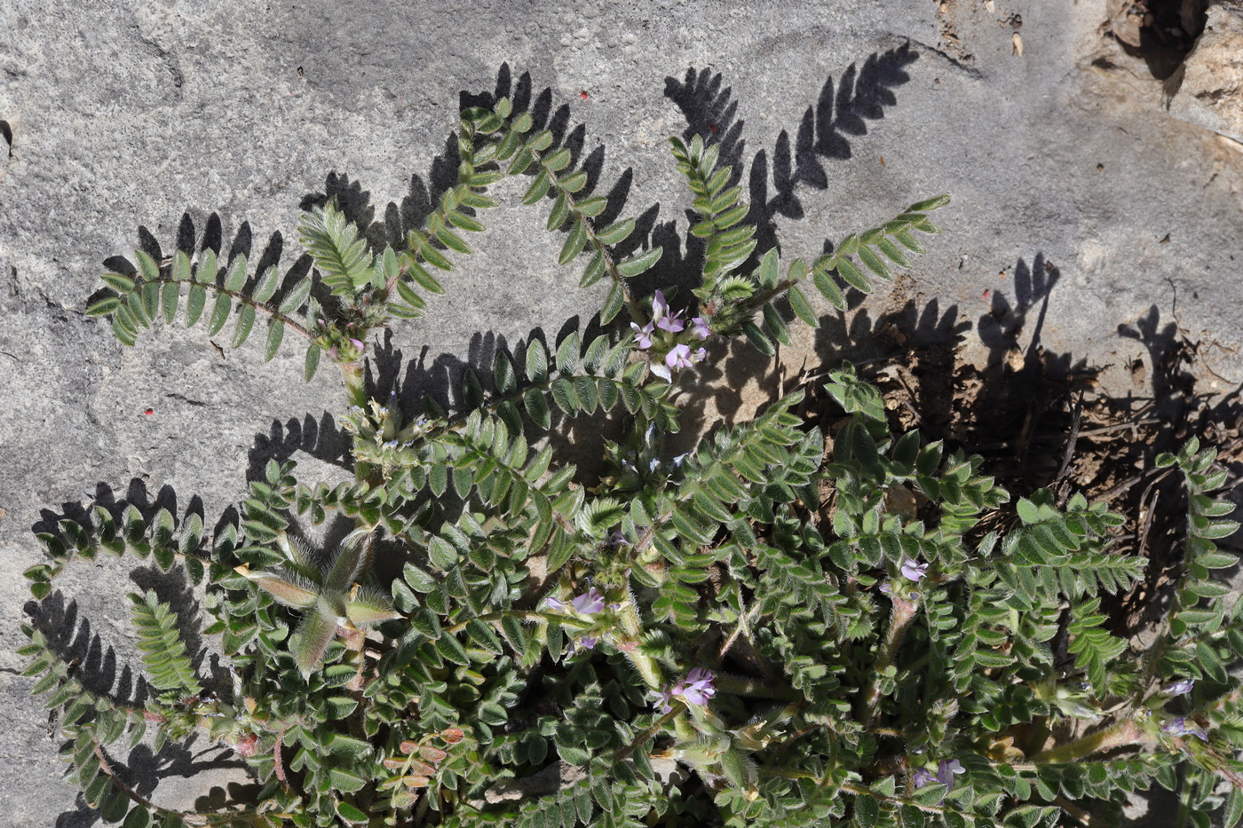 Image of Astragalus sinaicus specimen.