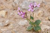 Смотреть изображение Spryginia crassifolia