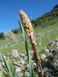 Смотреть изображение Eremurus soogdianus
