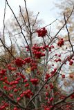 View full-size image Crataegus persimilis