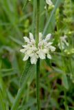 View full-size image Stachys recta