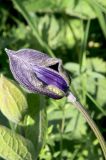 Смотреть изображение Clematis integrifolia