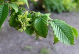 Смотреть изображение Carpinus betulus