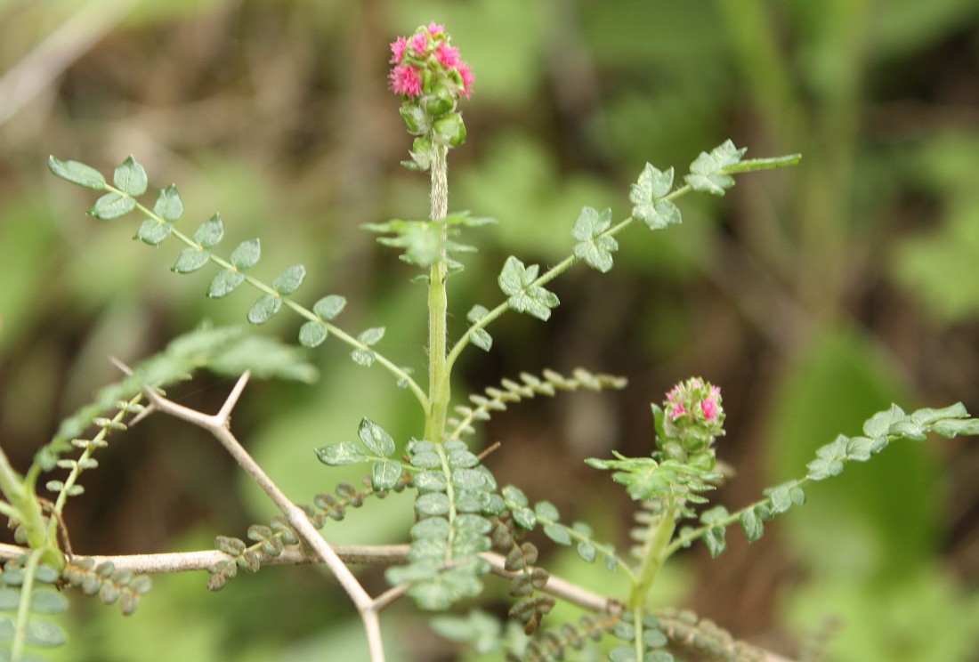 Изображение особи Sarcopoterium spinosum.