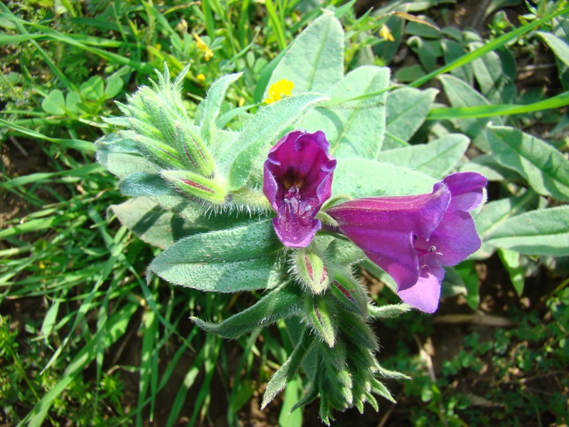 Image of Echium amoenum specimen.