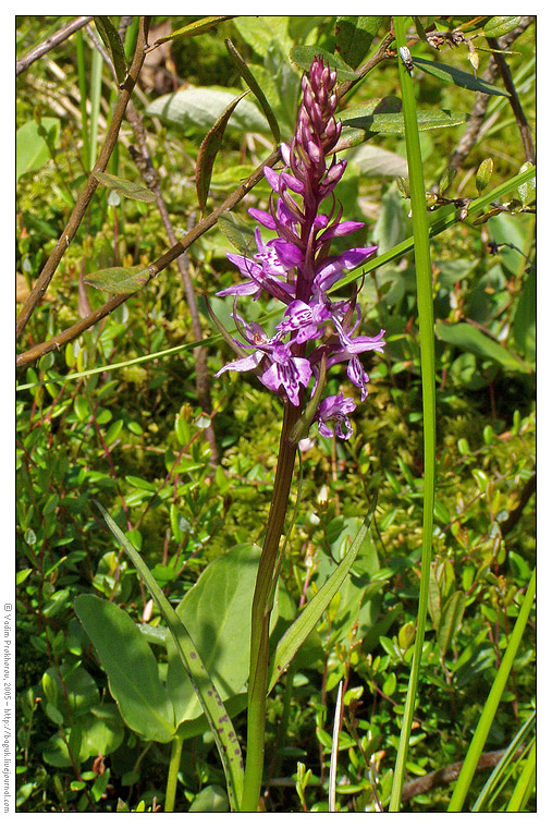 Image of Dactylorhiza fuchsii specimen.