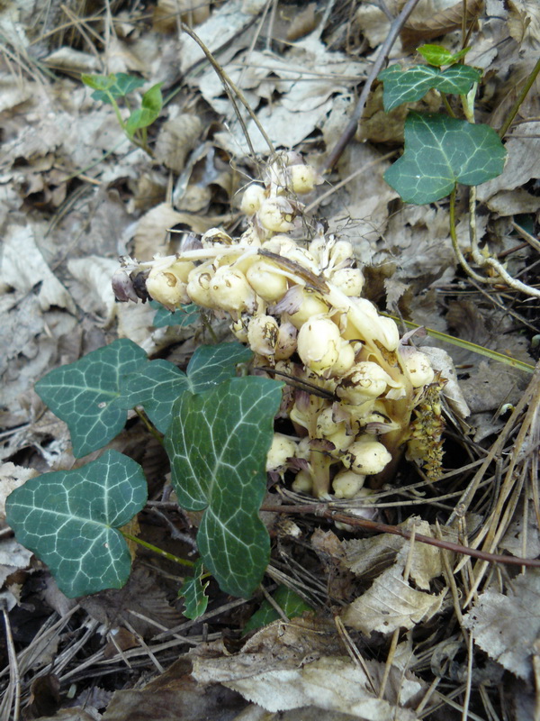 Image of Lathraea squamaria specimen.