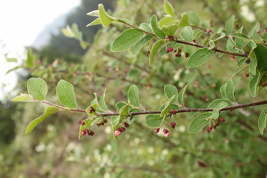 Image of Cotoneaster melanocarpus specimen.