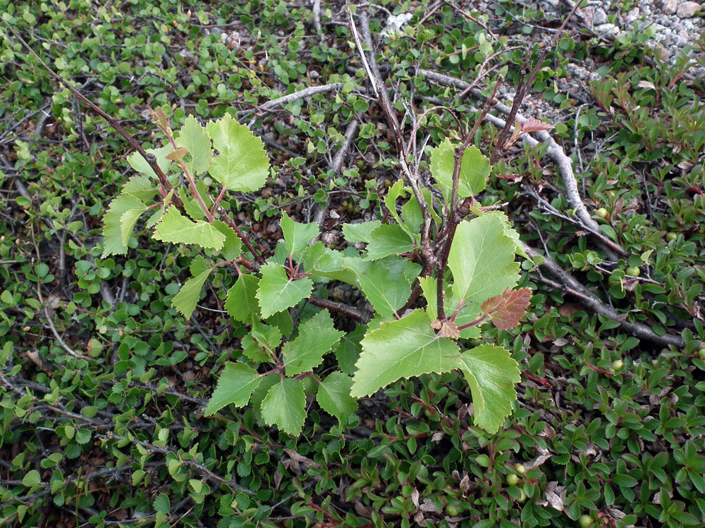 Image of genus Betula specimen.