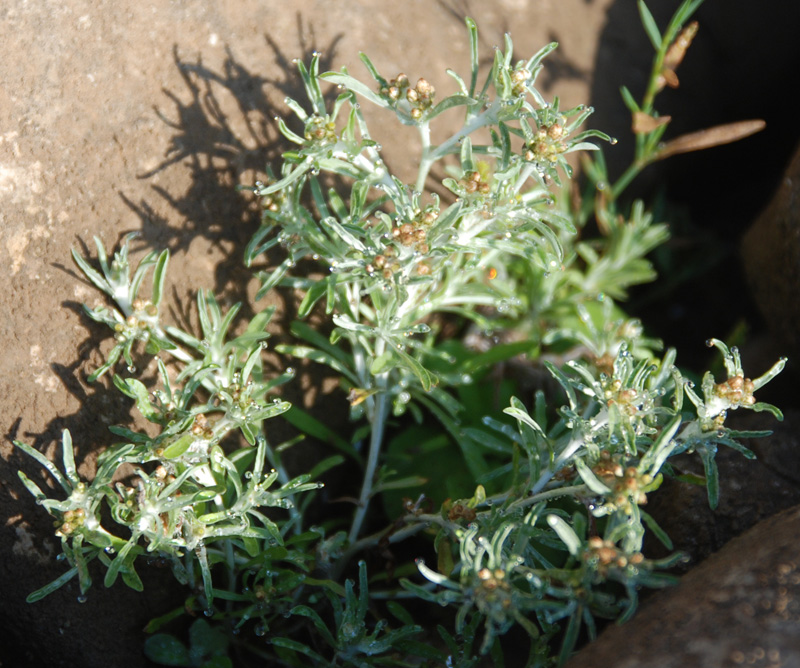 Image of Gnaphalium uliginosum specimen.