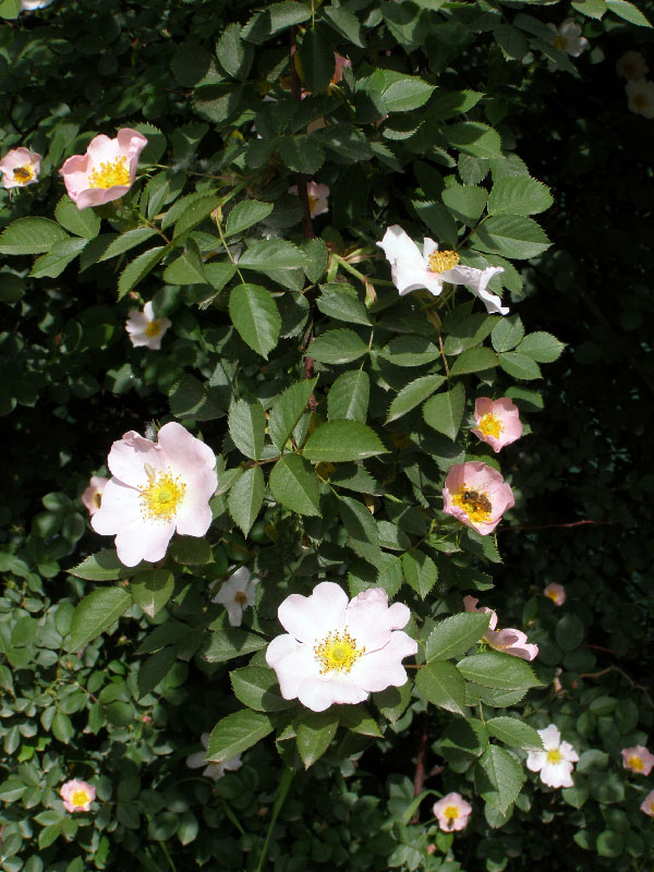 Image of Rosa canina specimen.