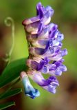 Vicia amurensis