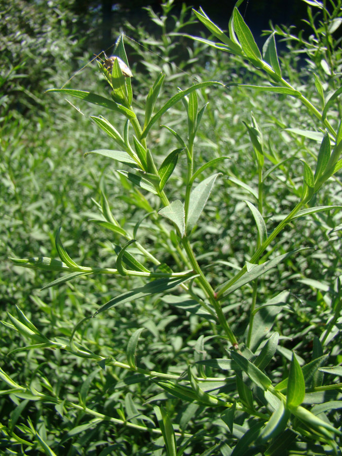 Image of genus Symphyotrichum specimen.