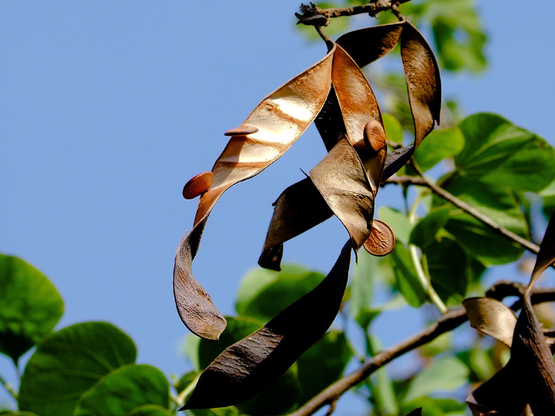 Изображение особи Bauhinia variegata.