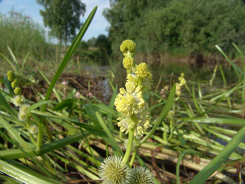 Image of Sparganium emersum specimen.