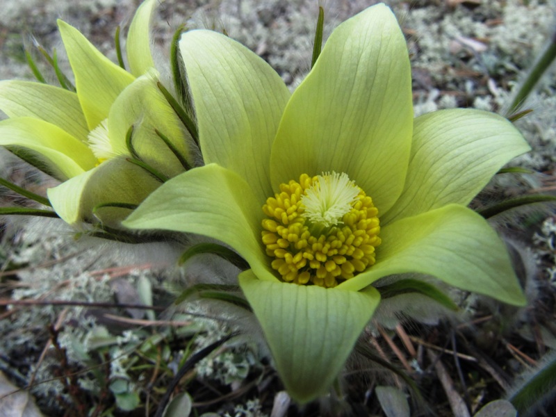 Image of Pulsatilla uralensis specimen.