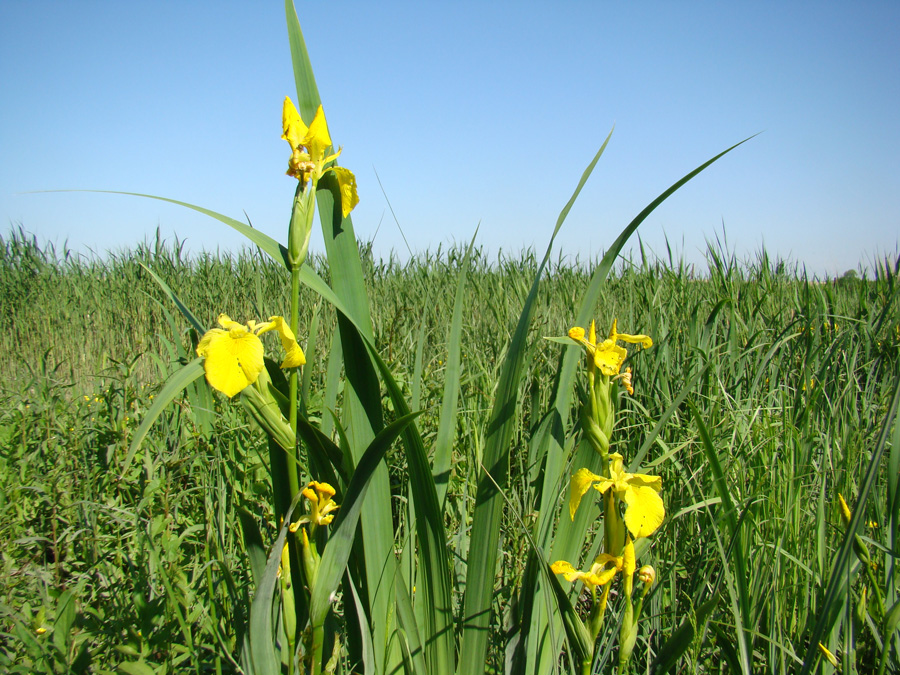 Image of Iris pseudacorus specimen.