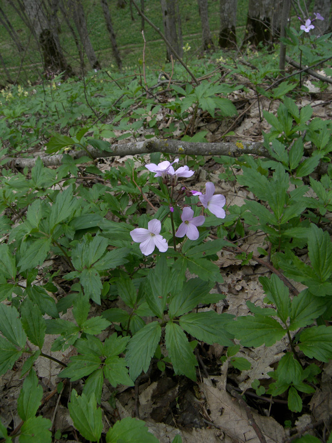 Image of Cardamine quinquefolia specimen.