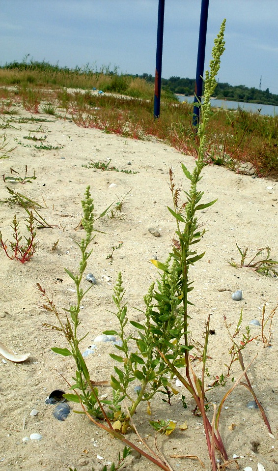 Image of Chenopodium strictum specimen.