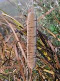 род Typha