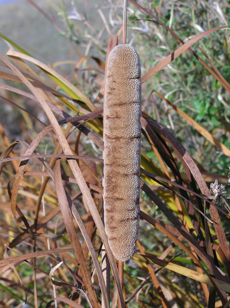 Image of genus Typha specimen.