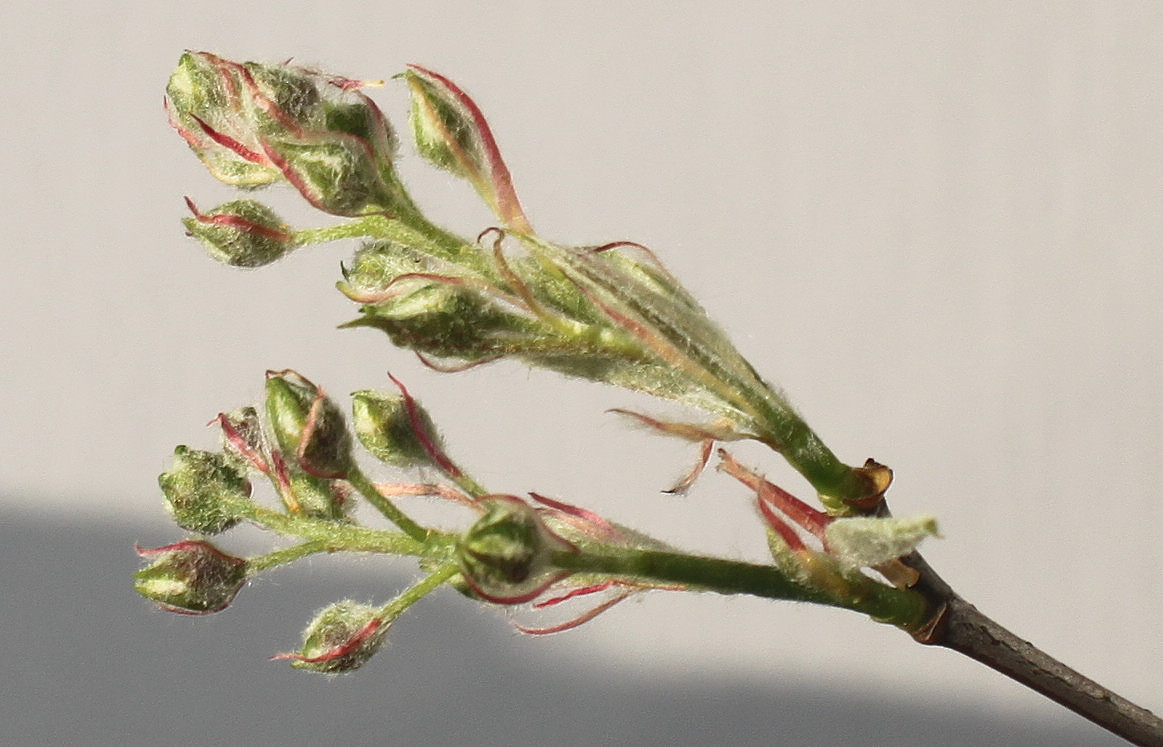 Image of Amelanchier canadensis specimen.