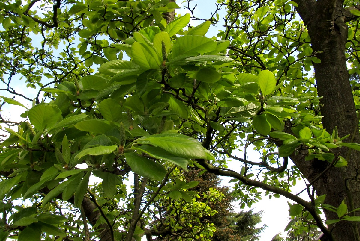 Image of Magnolia &times; soulangeana specimen.