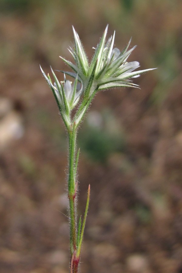 Image of Minuartia glomerata specimen.