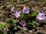 Viola rupestris. Цветущие растения на щебнистом склоне. Кемеровская обл., Междуреченский р-н, окр. пос. Камешек. 3 мая 2012 г.