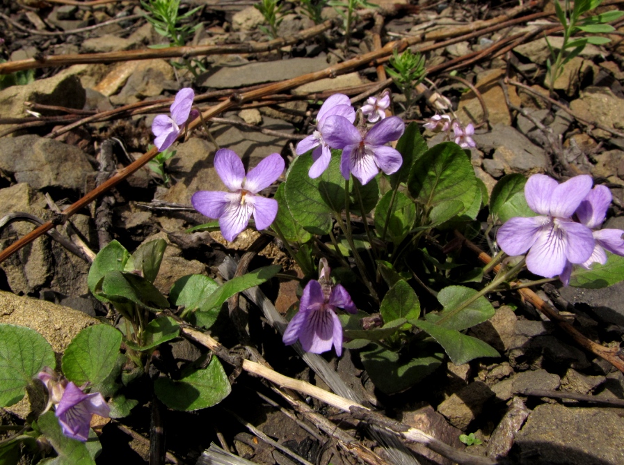 Image of Viola rupestris specimen.