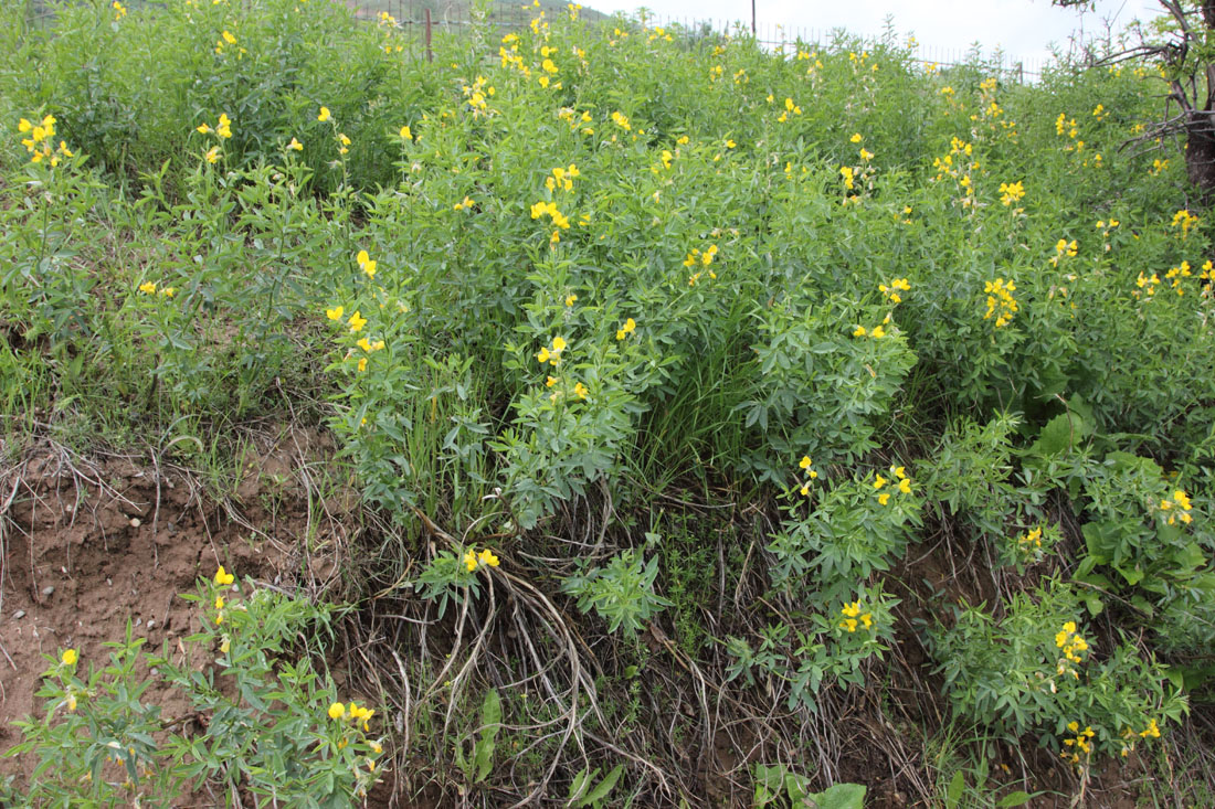 Image of Thermopsis alterniflora specimen.