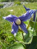 Clematis integrifolia. Цветок. Крым, Ялтинская яйла. 4 июня 2012 г.