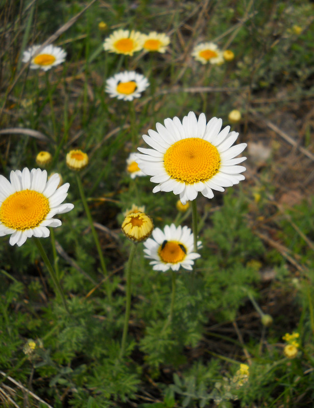 Image of genus Anthemis specimen.