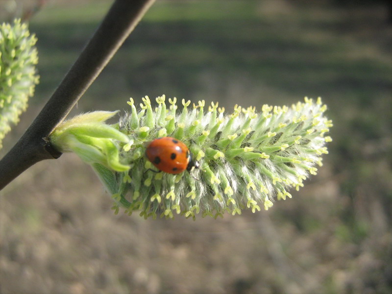 Изображение особи Salix caprea.