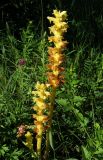 Orobanche lutea f. pallens