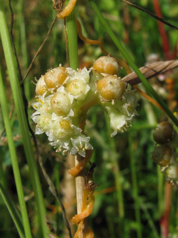 Изображение особи Cuscuta campestris.