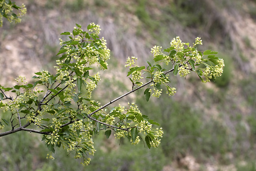 Image of Acer semenovii specimen.