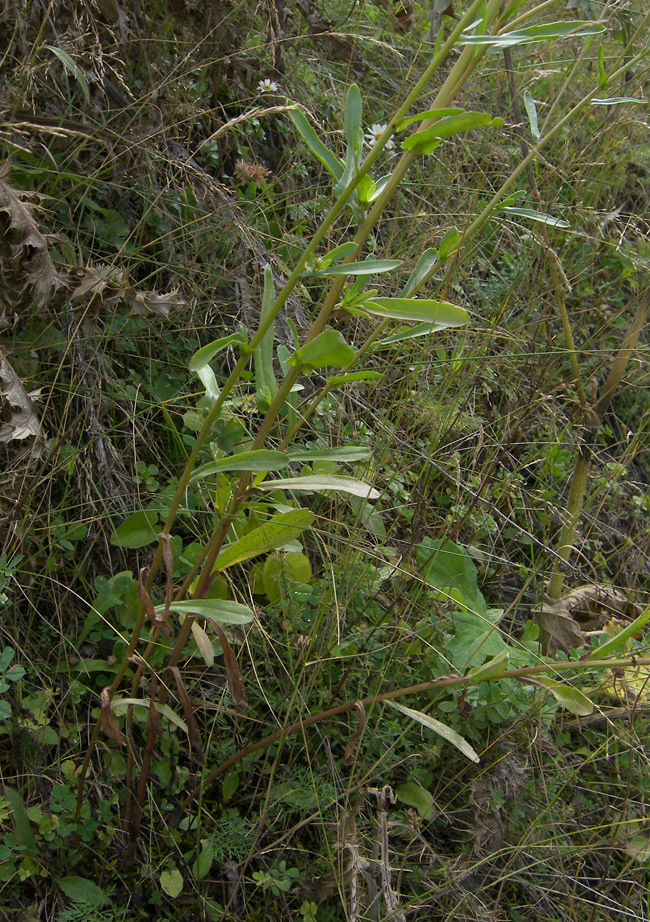 Image of Leucanthemum vulgare specimen.