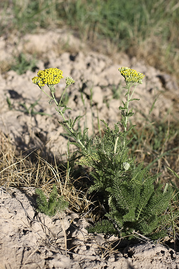 Image of Achillea arabica specimen.