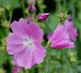 Sidalcea malviflora. Цветки и бутоны. Германия, г. Krefeld, ботанический сад. 31.07.2012.
