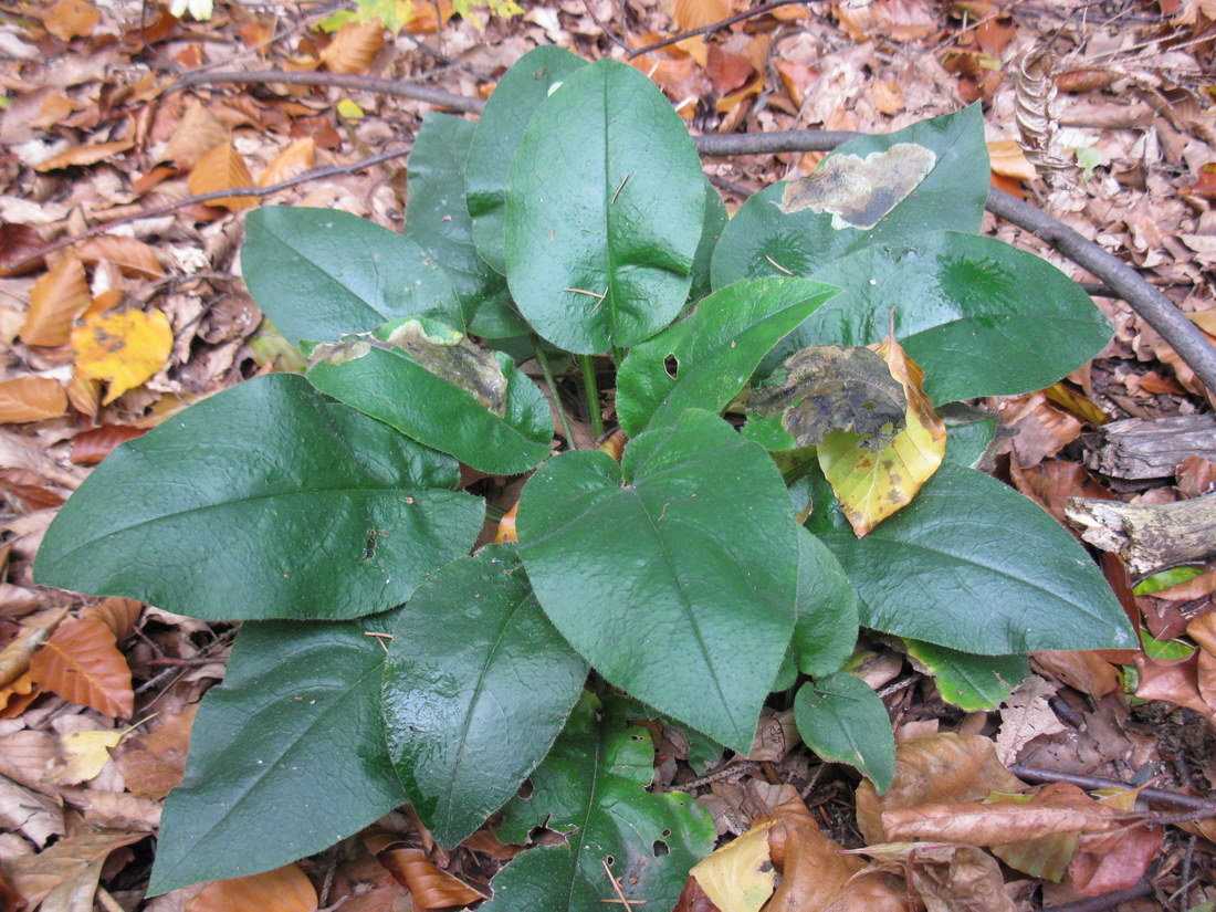 Image of Pulmonaria obscura specimen.