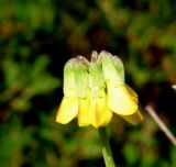 Coronilla minima subspecies lotoides. Раскрывающееся соцветие. Испания, г. Валенсия, резерват Альбуфера (Albufera de Valencia), стабилизировавшаяся дюна. 6 апреля 2012 г.