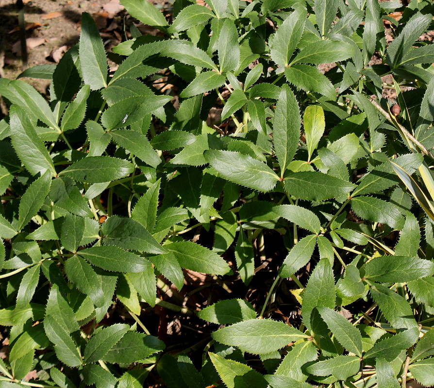 Image of Helleborus argutifolius specimen.