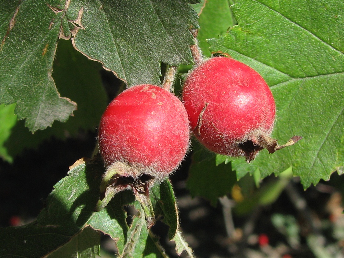 Image of genus Crataegus specimen.