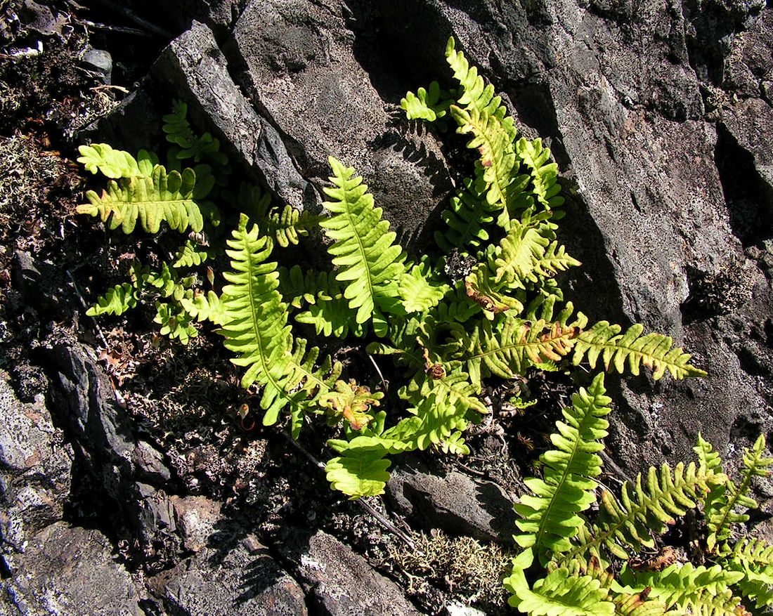 Изображение особи Polypodium sibiricum.