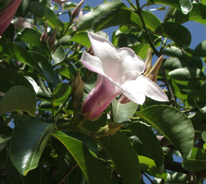 Изображение особи Cryptostegia madagascariensis.