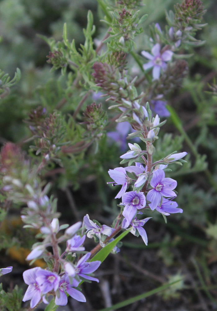 Изображение особи Veronica multifida.