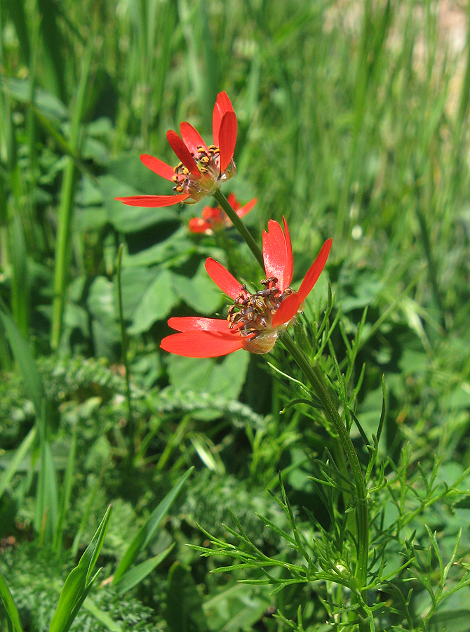 Image of Adonis flammea specimen.