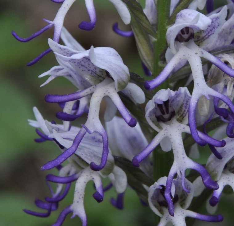 Image of Orchis simia specimen.